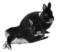 Frodo-Fridolin Frodo-Fridolin